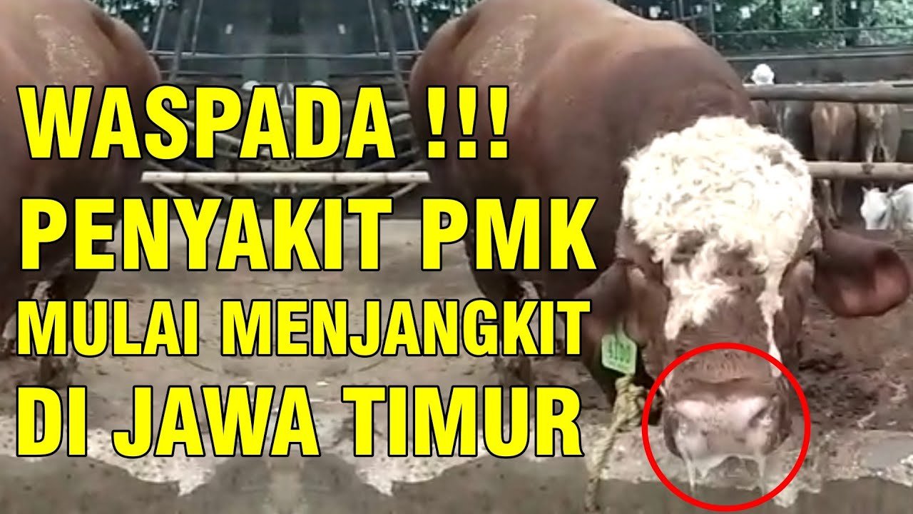 
                                 PMK-Penyakit-Mulut-Kuku-Sapi-Menjangkit-Jawa-Timur